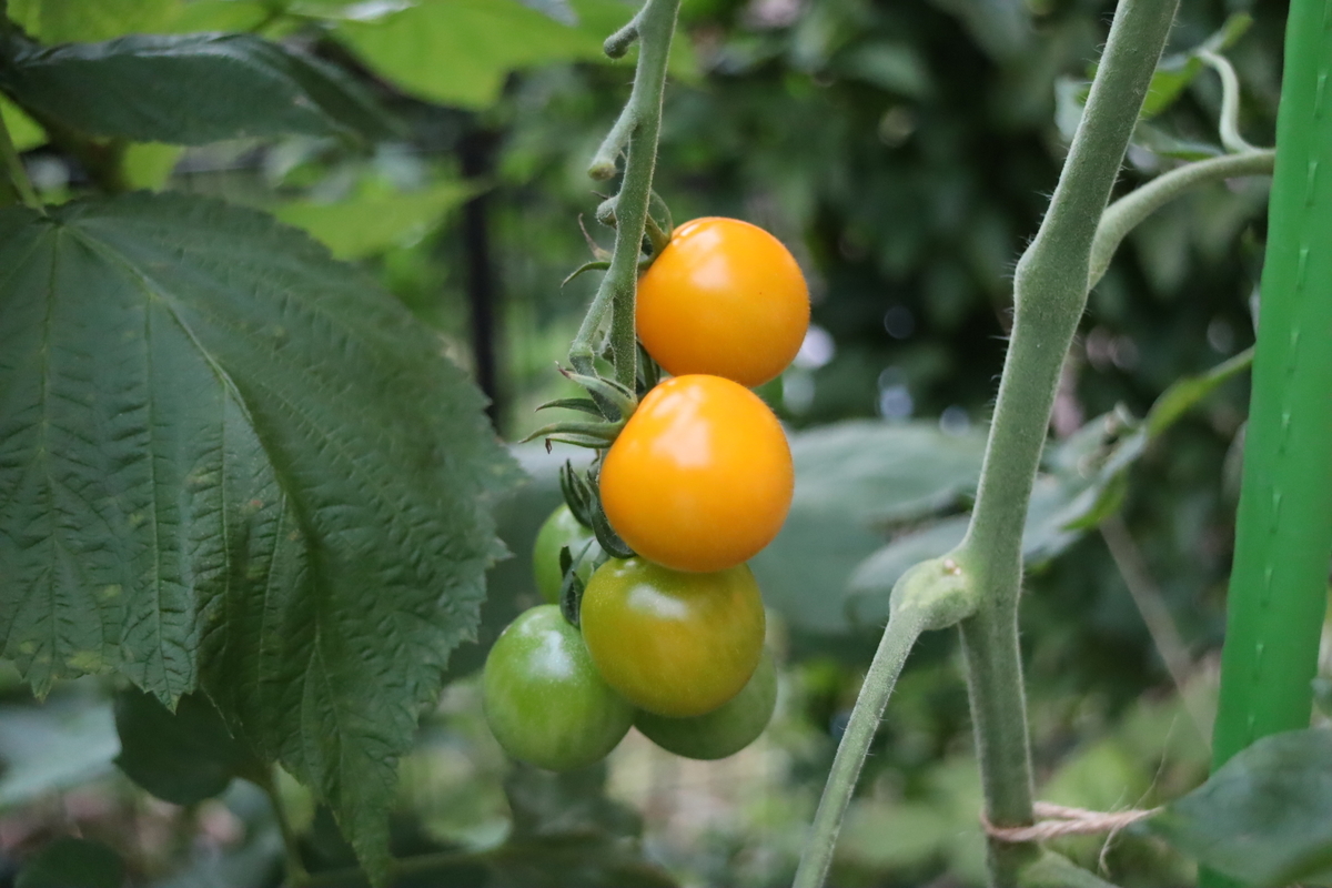 f:id:tomato_1:20210725040024j:plain