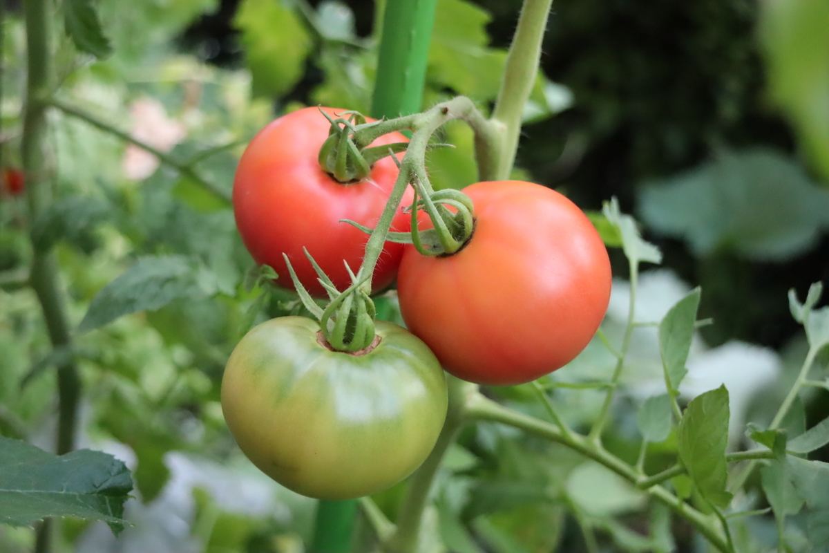 f:id:tomato_1:20210725040043j:plain