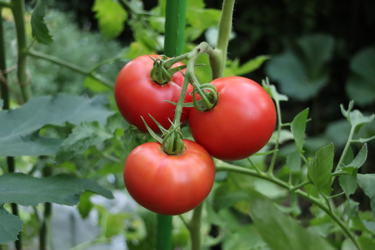 f:id:tomato_1:20210728035607j:plain