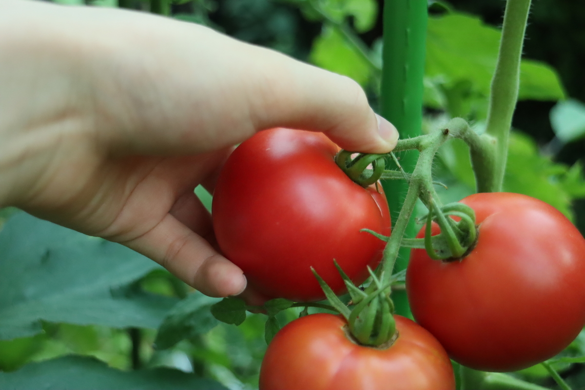 f:id:tomato_1:20210728035624j:plain