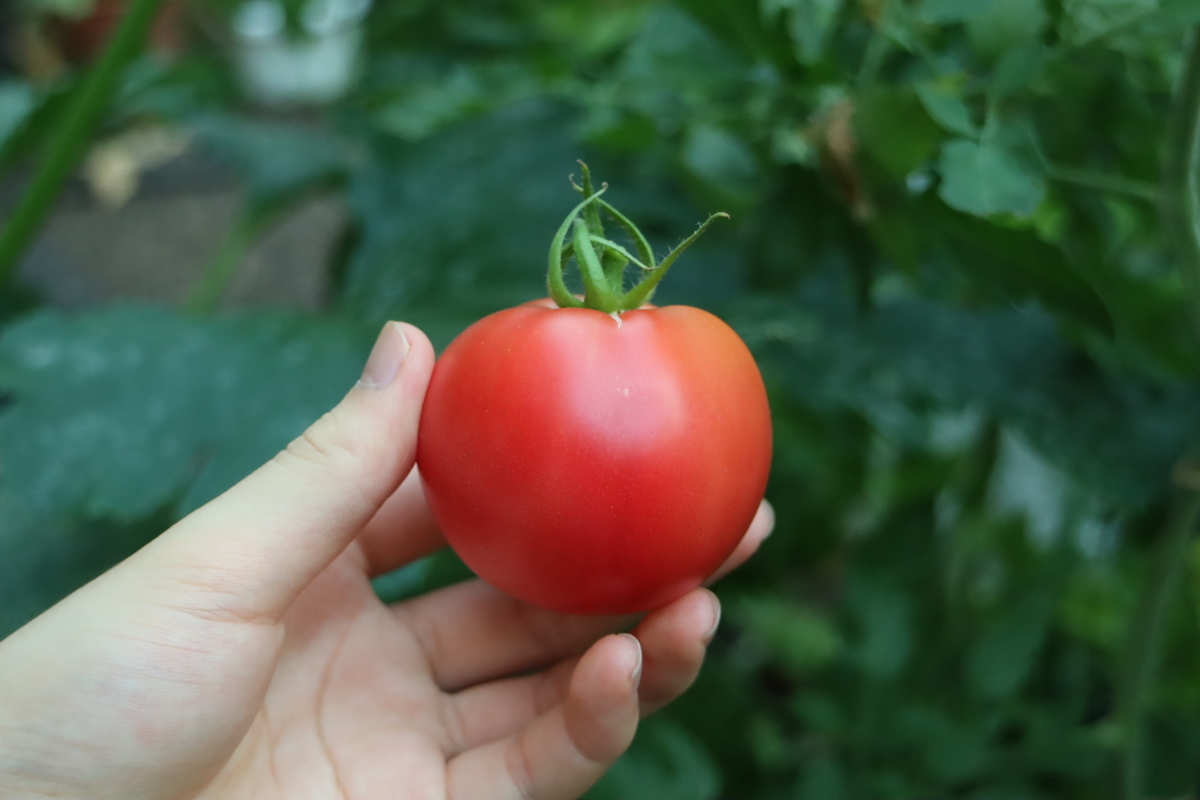 f:id:tomato_1:20210728035636j:plain