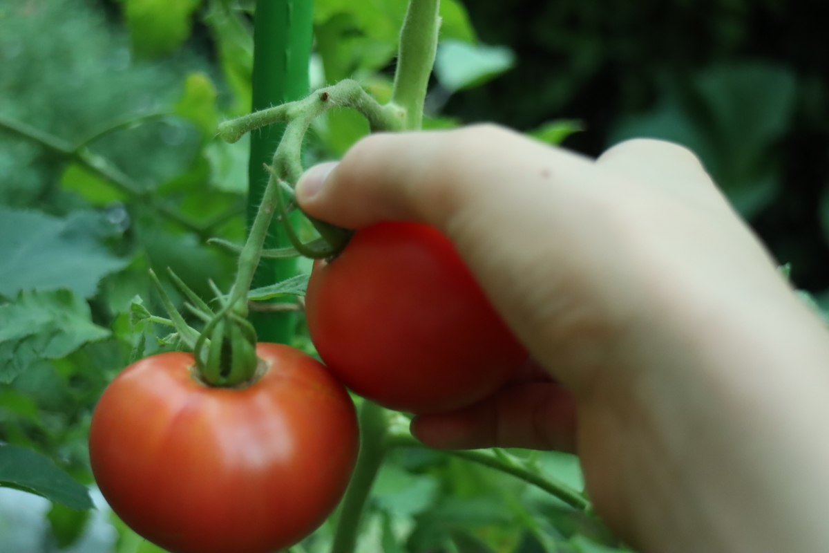 f:id:tomato_1:20210728035651j:plain
