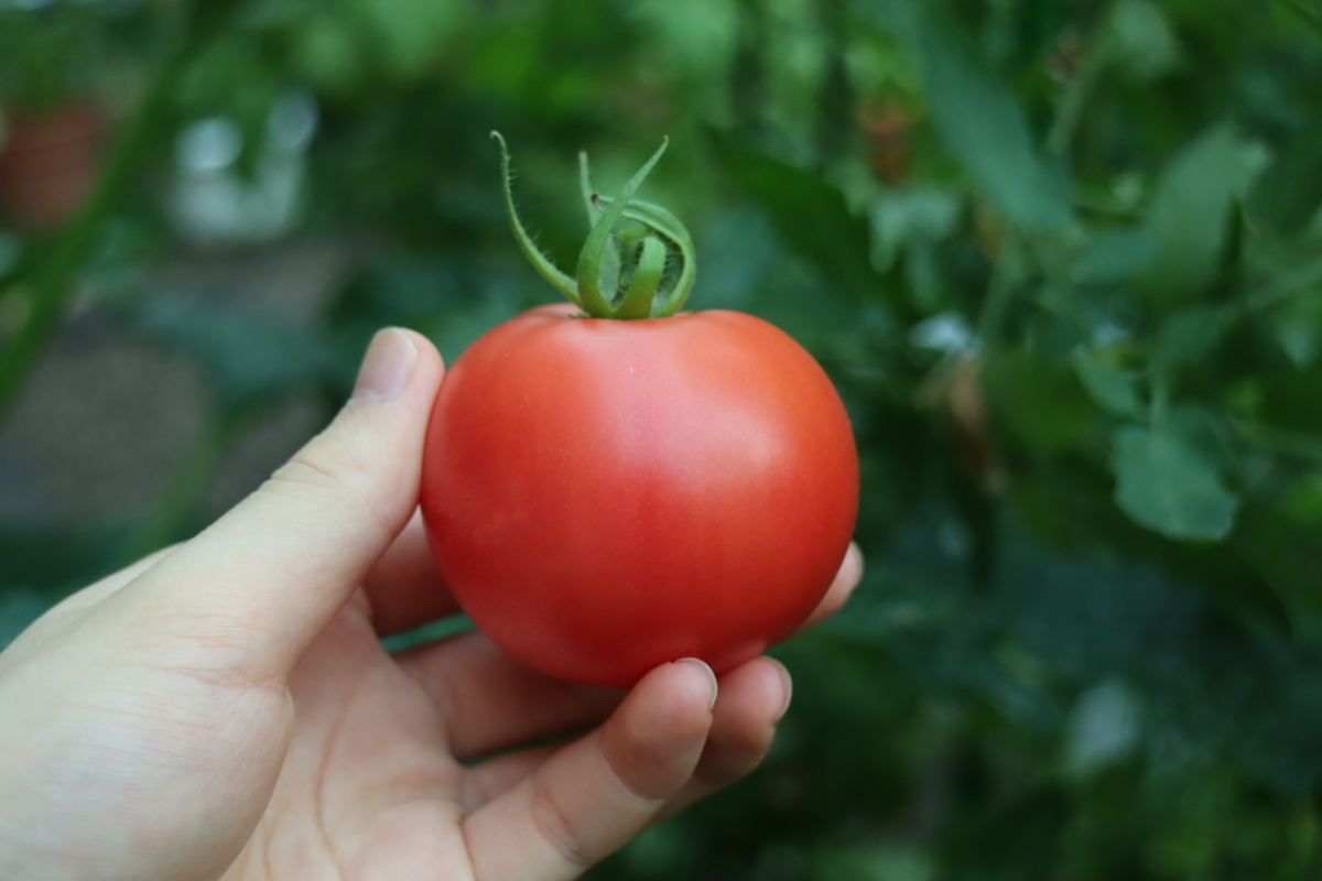 f:id:tomato_1:20210728035703j:plain