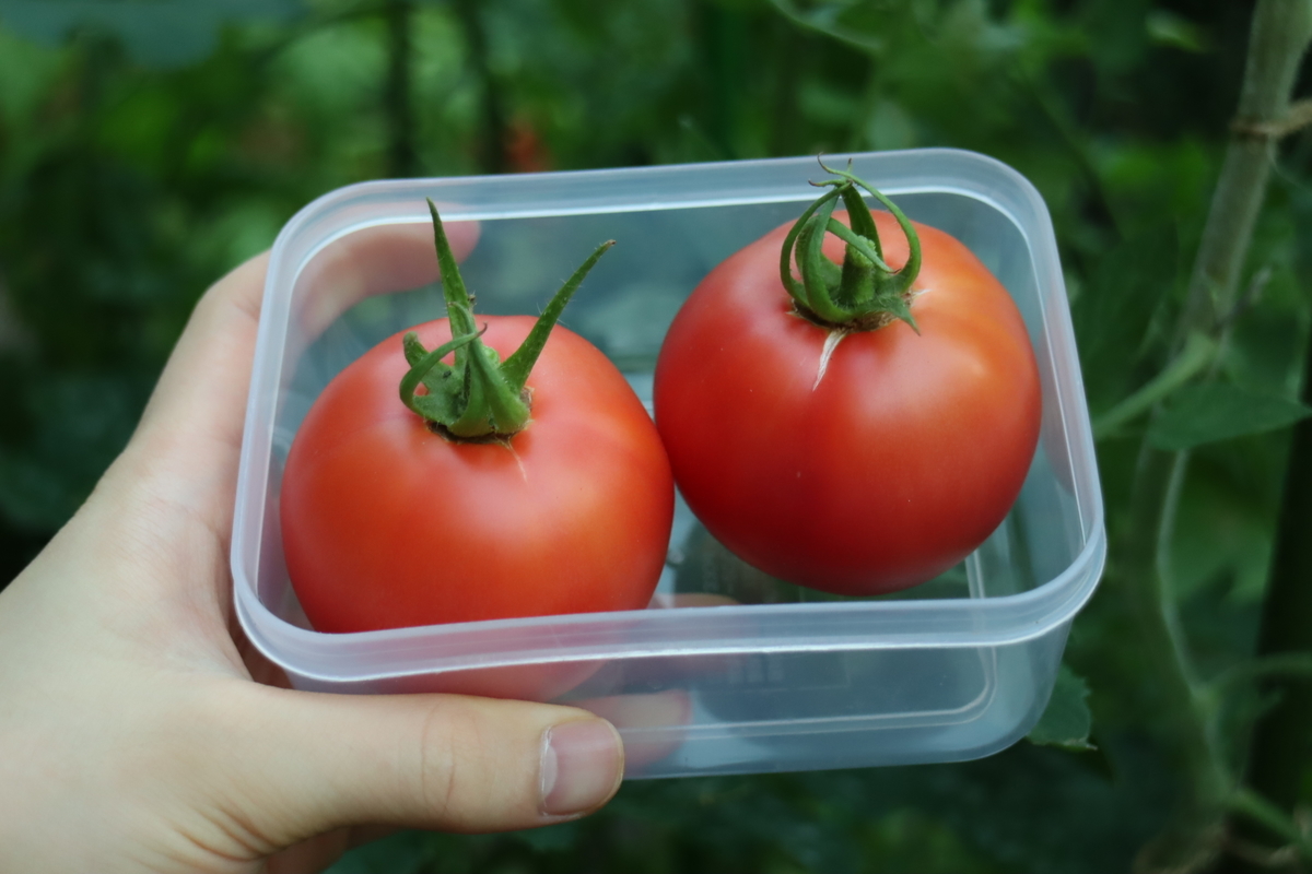 f:id:tomato_1:20210728035714j:plain