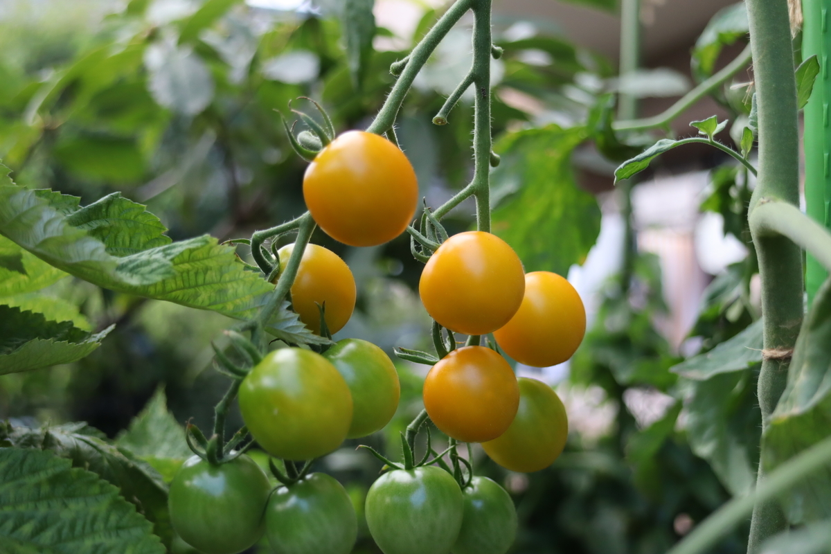 f:id:tomato_1:20210729041013j:plain