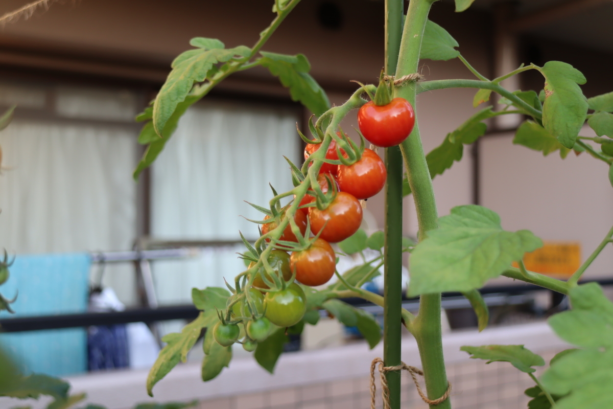 f:id:tomato_1:20210730035448j:plain