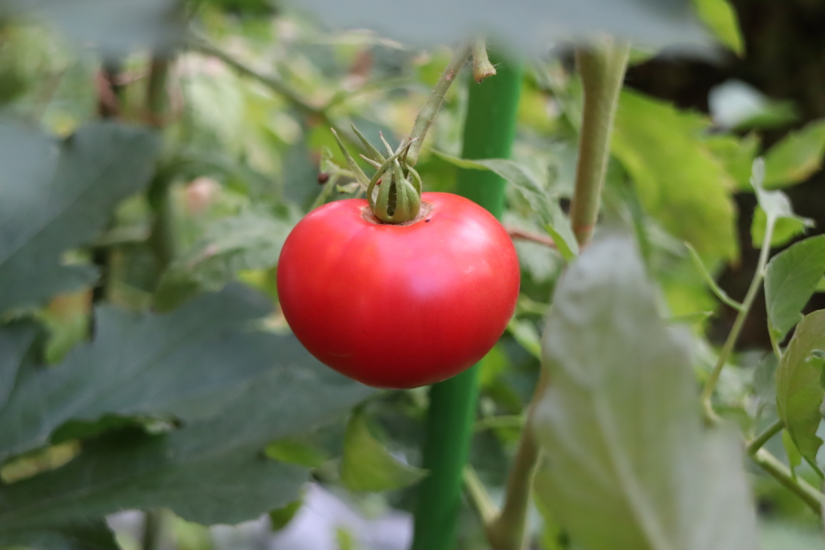 f:id:tomato_1:20210731005034j:plain