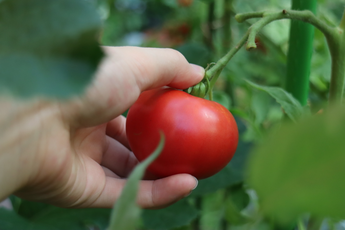 f:id:tomato_1:20210731005052j:plain