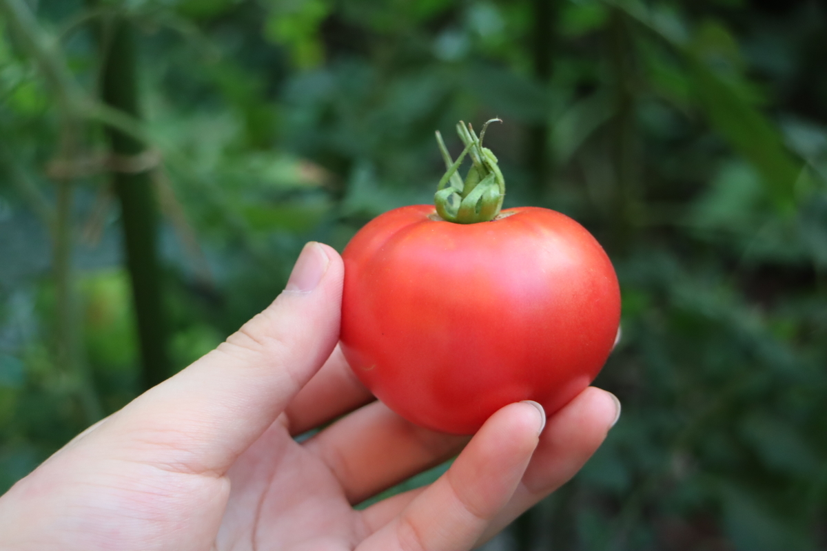 f:id:tomato_1:20210731005101j:plain