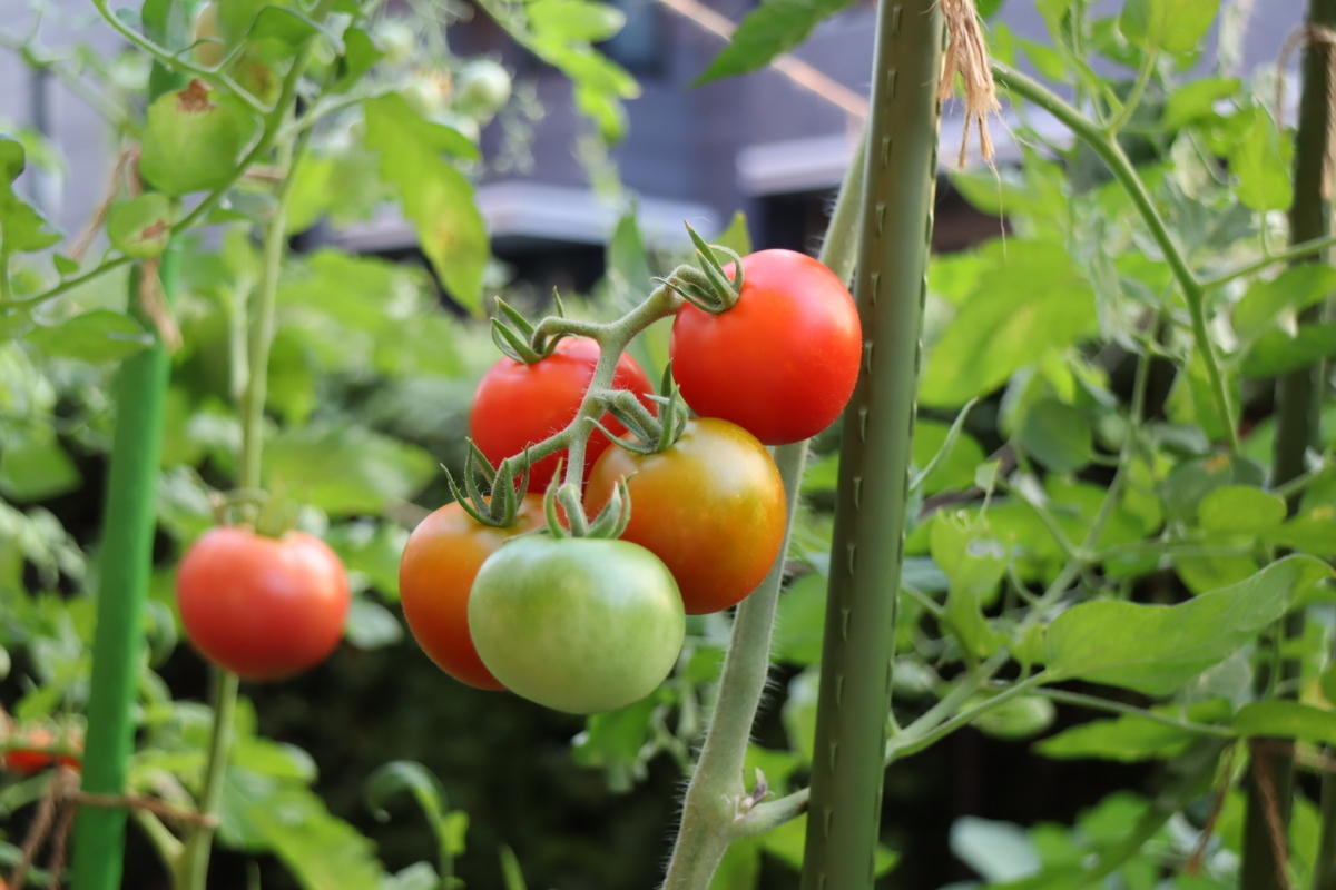 f:id:tomato_1:20210731005125j:plain