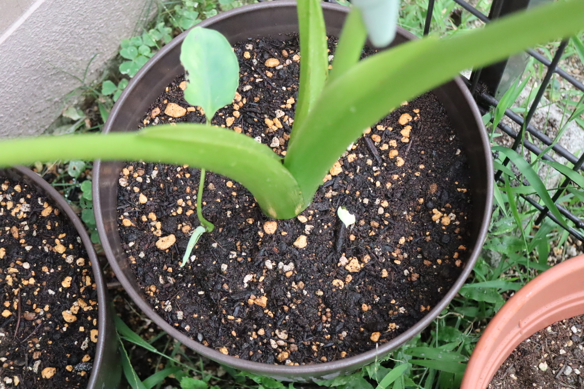 f:id:tomato_1:20210801040819j:plain