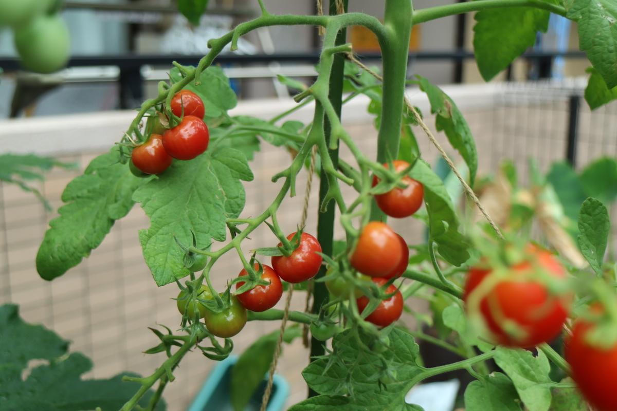 f:id:tomato_1:20210801041008j:plain