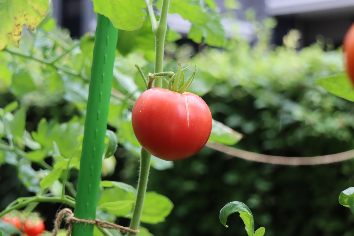 f:id:tomato_1:20210802024527j:plain