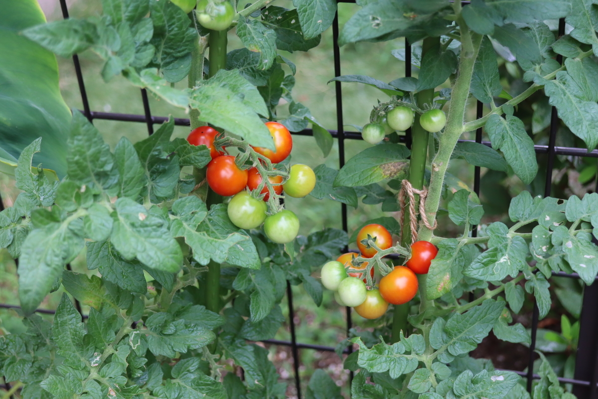 f:id:tomato_1:20210802024551j:plain