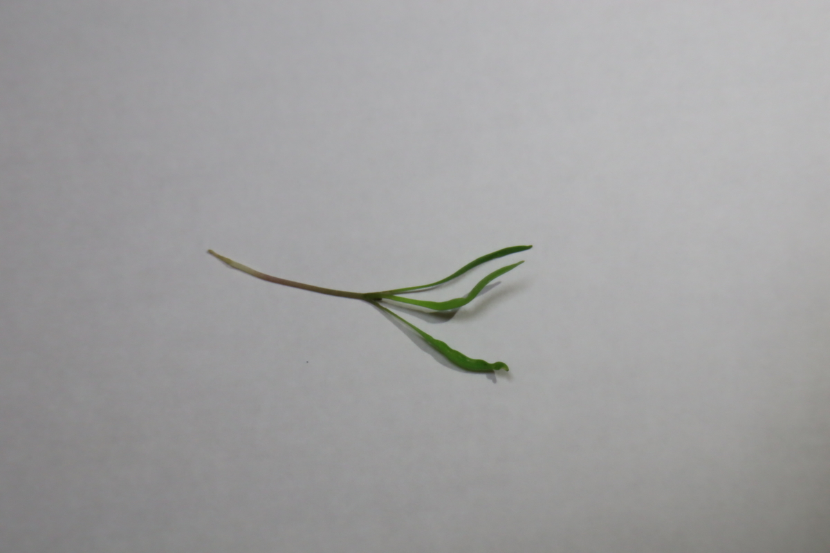 f:id:tomato_1:20210803040712j:plain