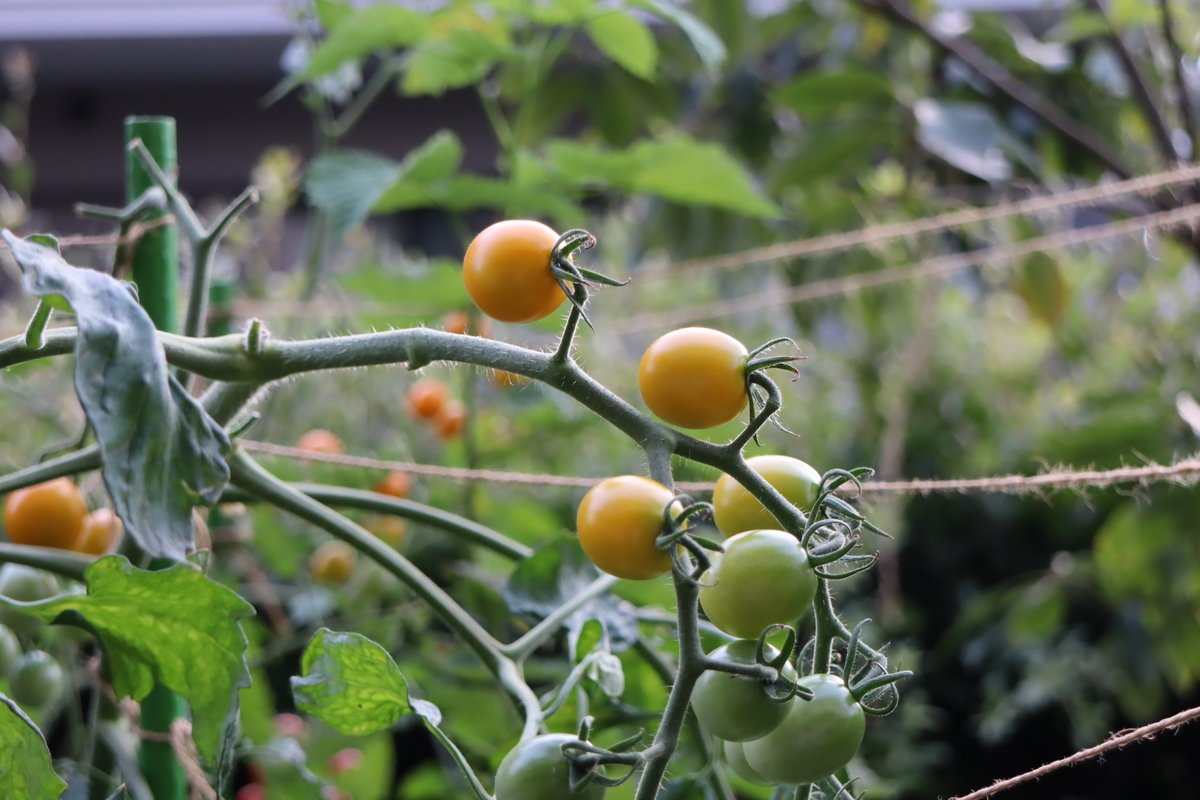 f:id:tomato_1:20210803041405j:plain