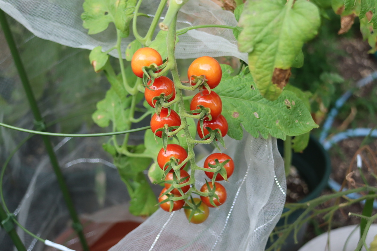 f:id:tomato_1:20210803041422j:plain