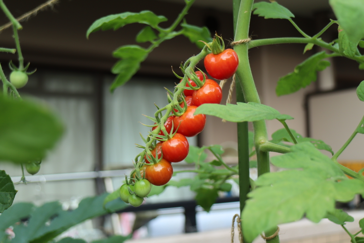 f:id:tomato_1:20210803041432j:plain