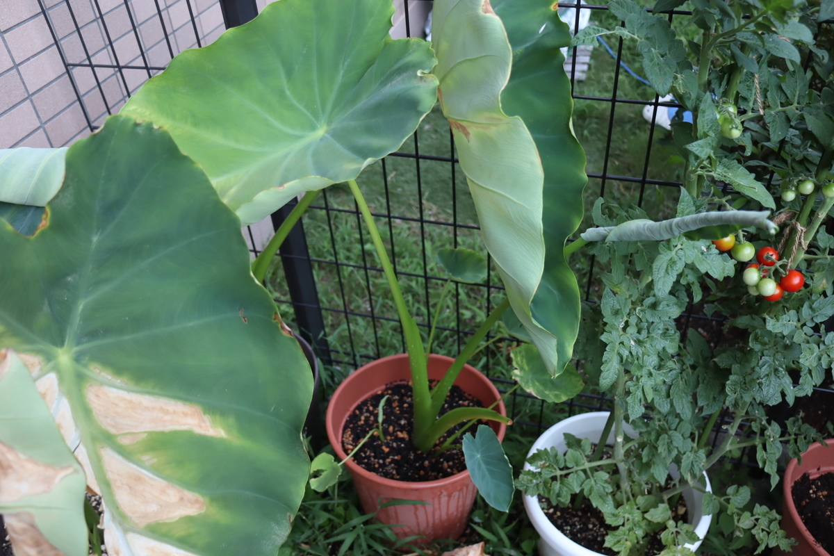 f:id:tomato_1:20210805035745j:plain