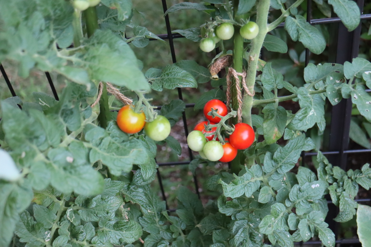 f:id:tomato_1:20210805035808j:plain