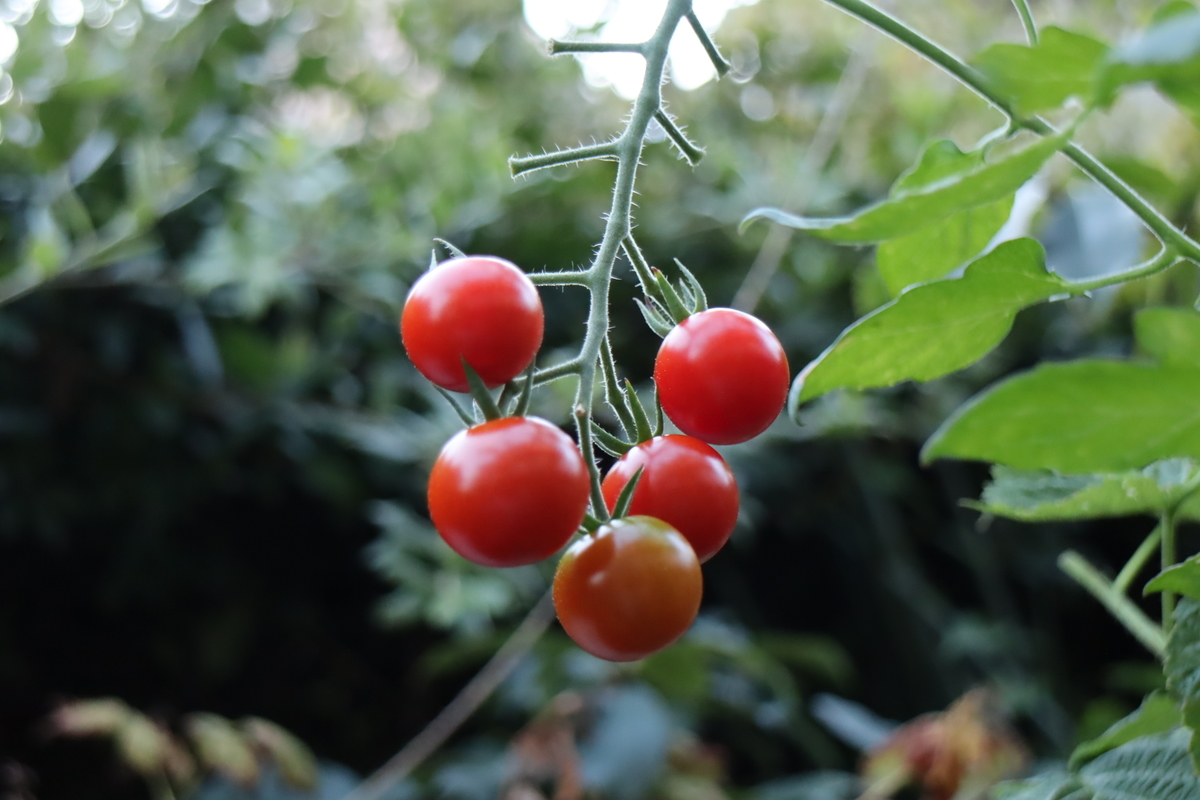 f:id:tomato_1:20210805040048j:plain