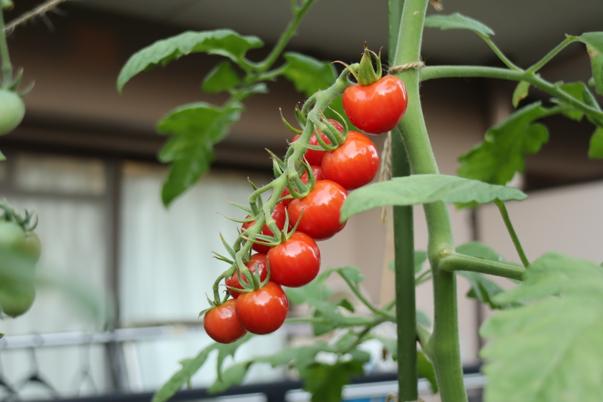 f:id:tomato_1:20210805042437j:plain