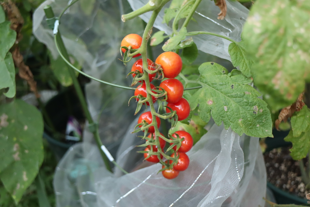 f:id:tomato_1:20210805042446j:plain