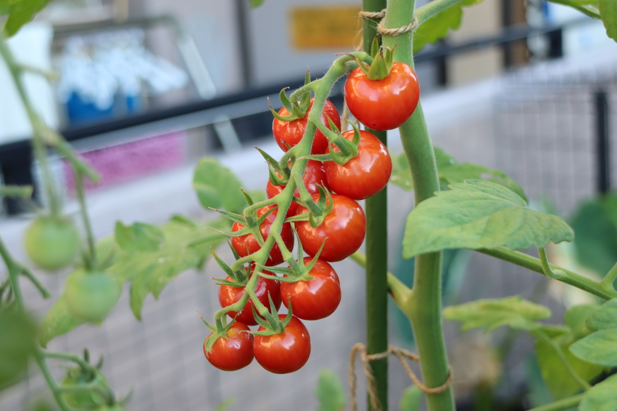 f:id:tomato_1:20210806032354j:plain