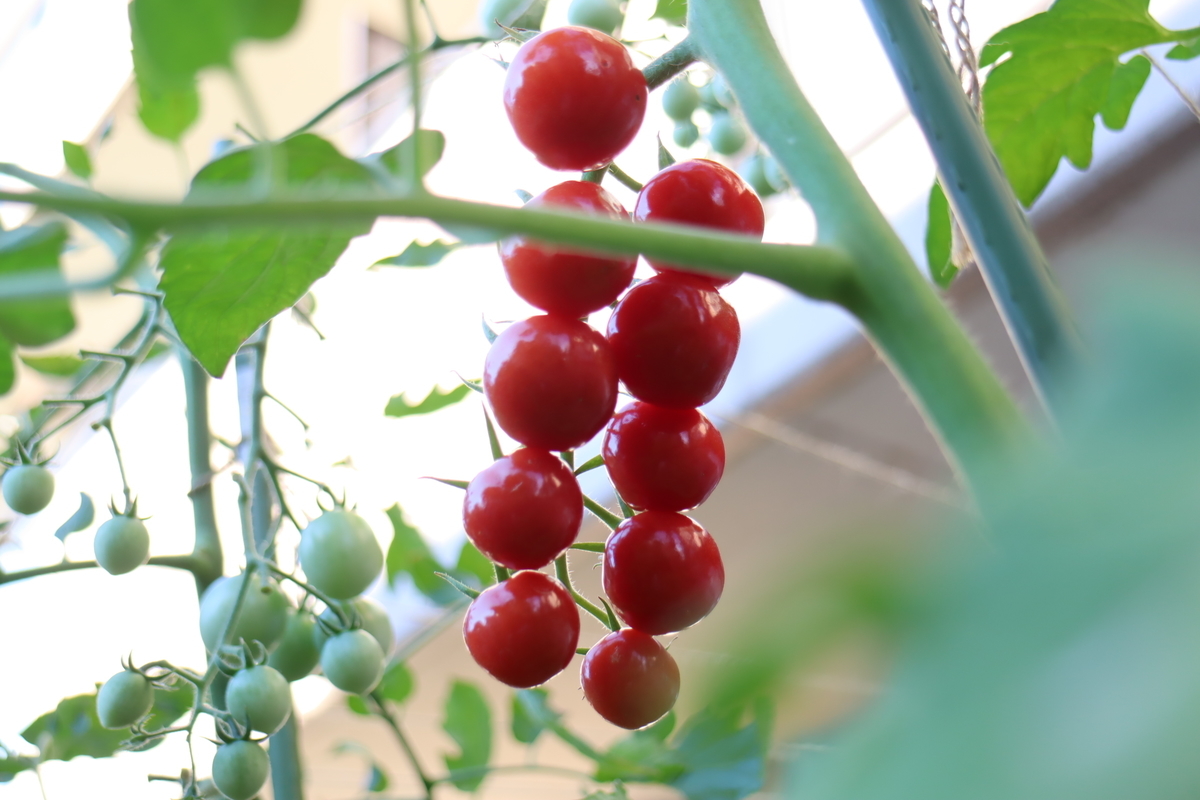 f:id:tomato_1:20210806032402j:plain