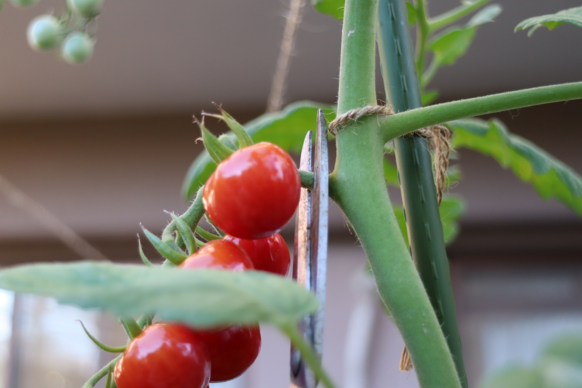 f:id:tomato_1:20210806033200j:plain