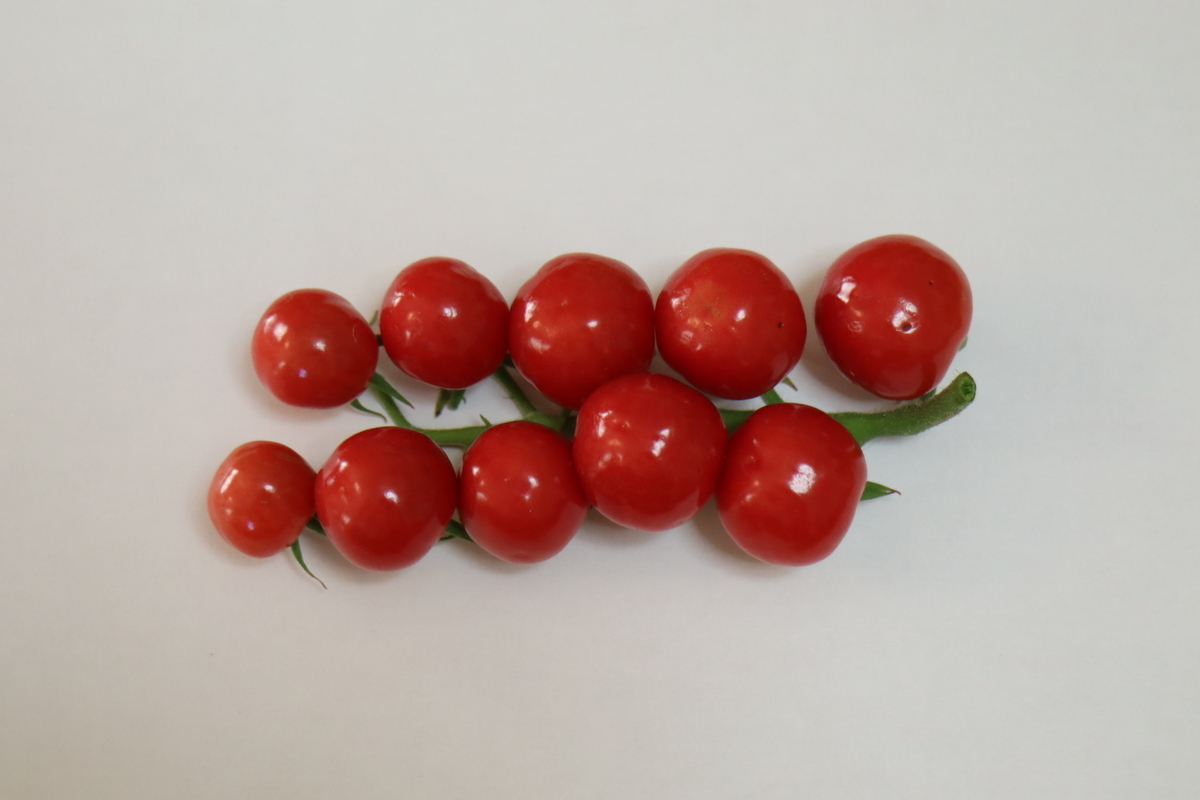 f:id:tomato_1:20210806033244j:plain