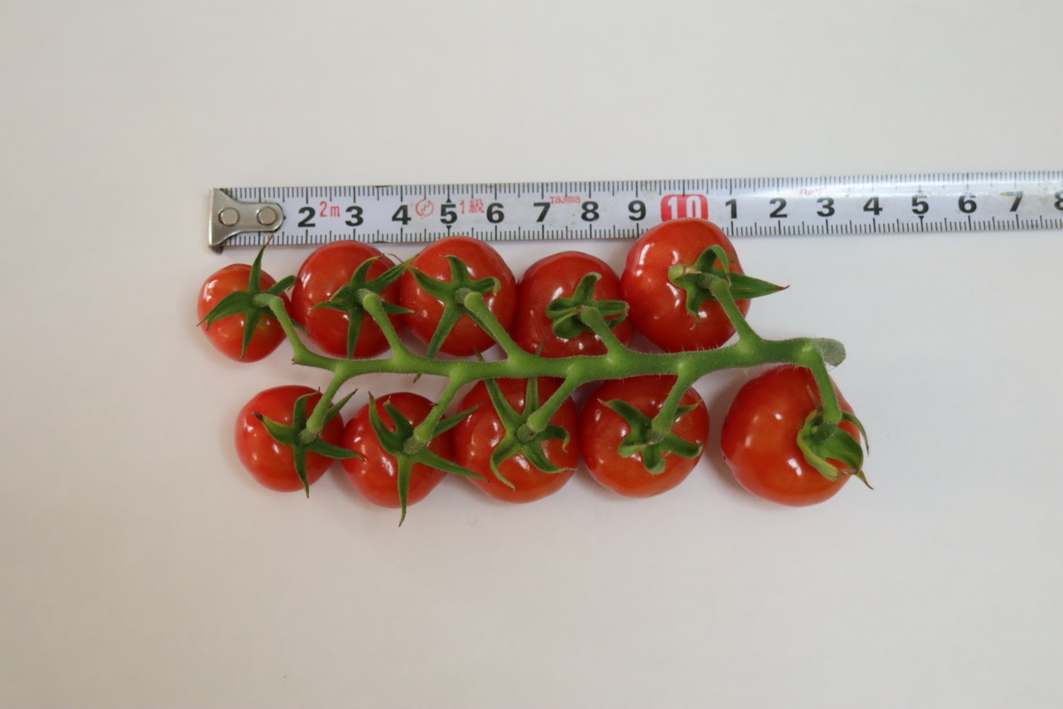 f:id:tomato_1:20210806033303j:plain