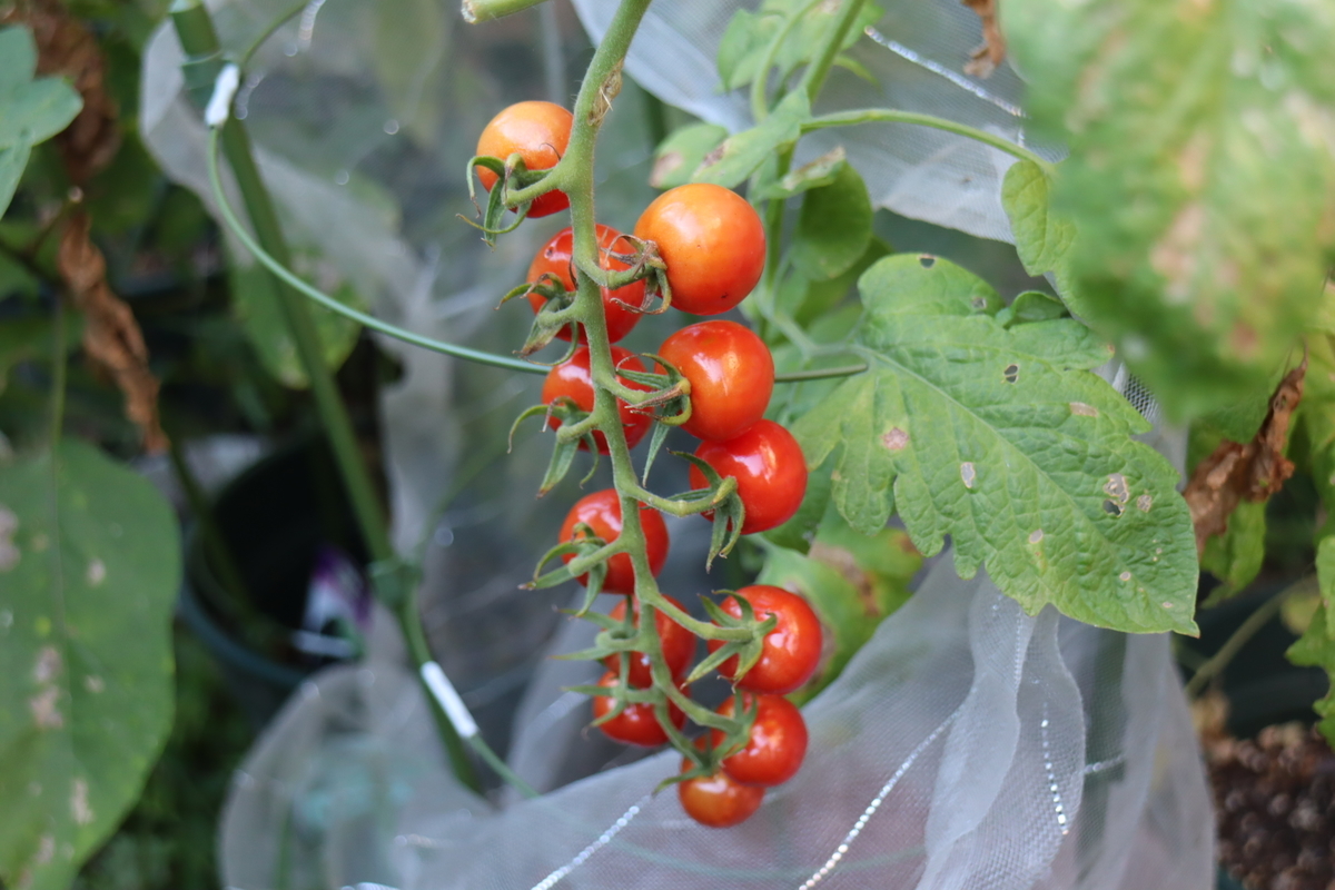 f:id:tomato_1:20210806033345j:plain