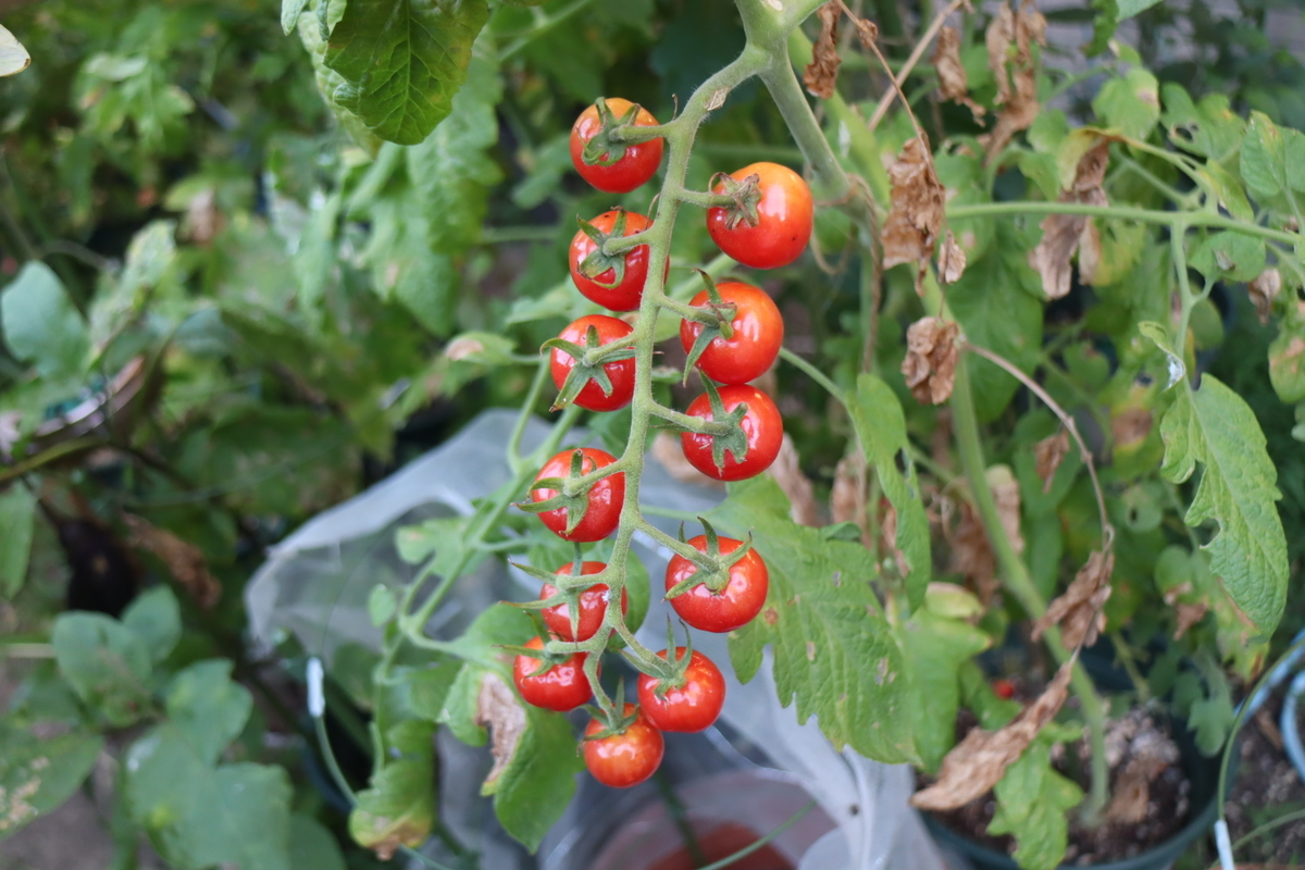 f:id:tomato_1:20210807035510j:plain