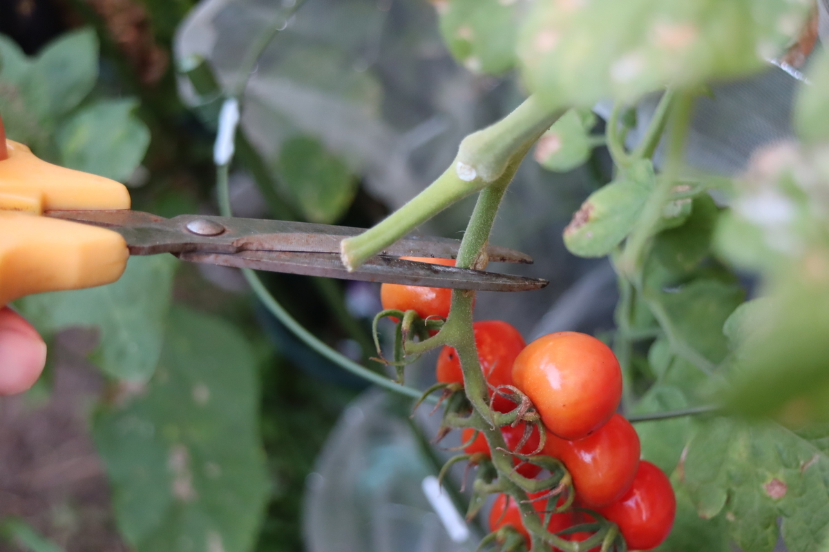 f:id:tomato_1:20210807035519j:plain