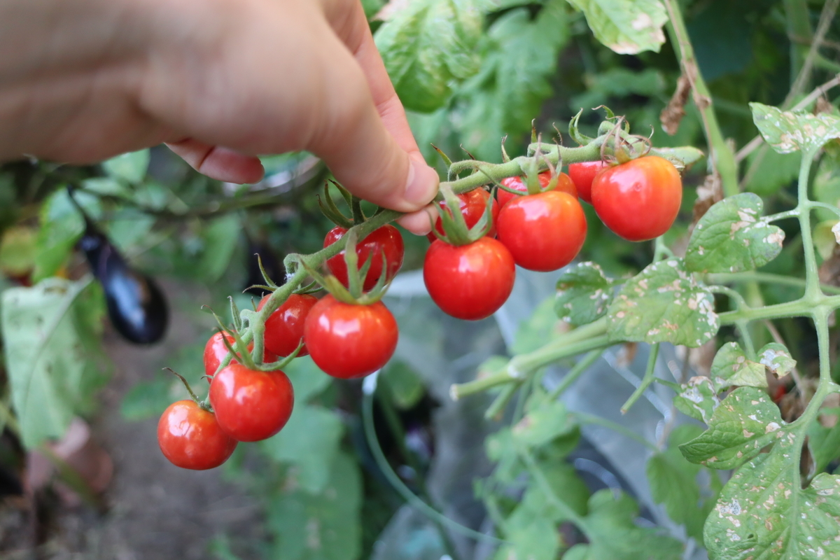 f:id:tomato_1:20210807035540j:plain