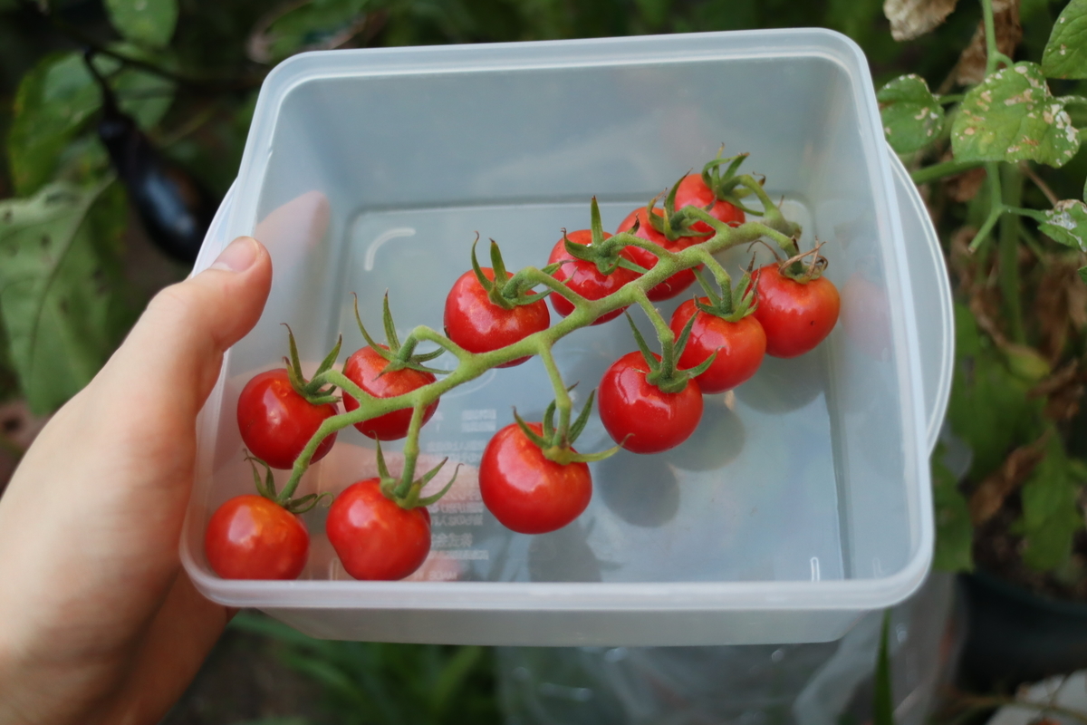 f:id:tomato_1:20210807035552j:plain