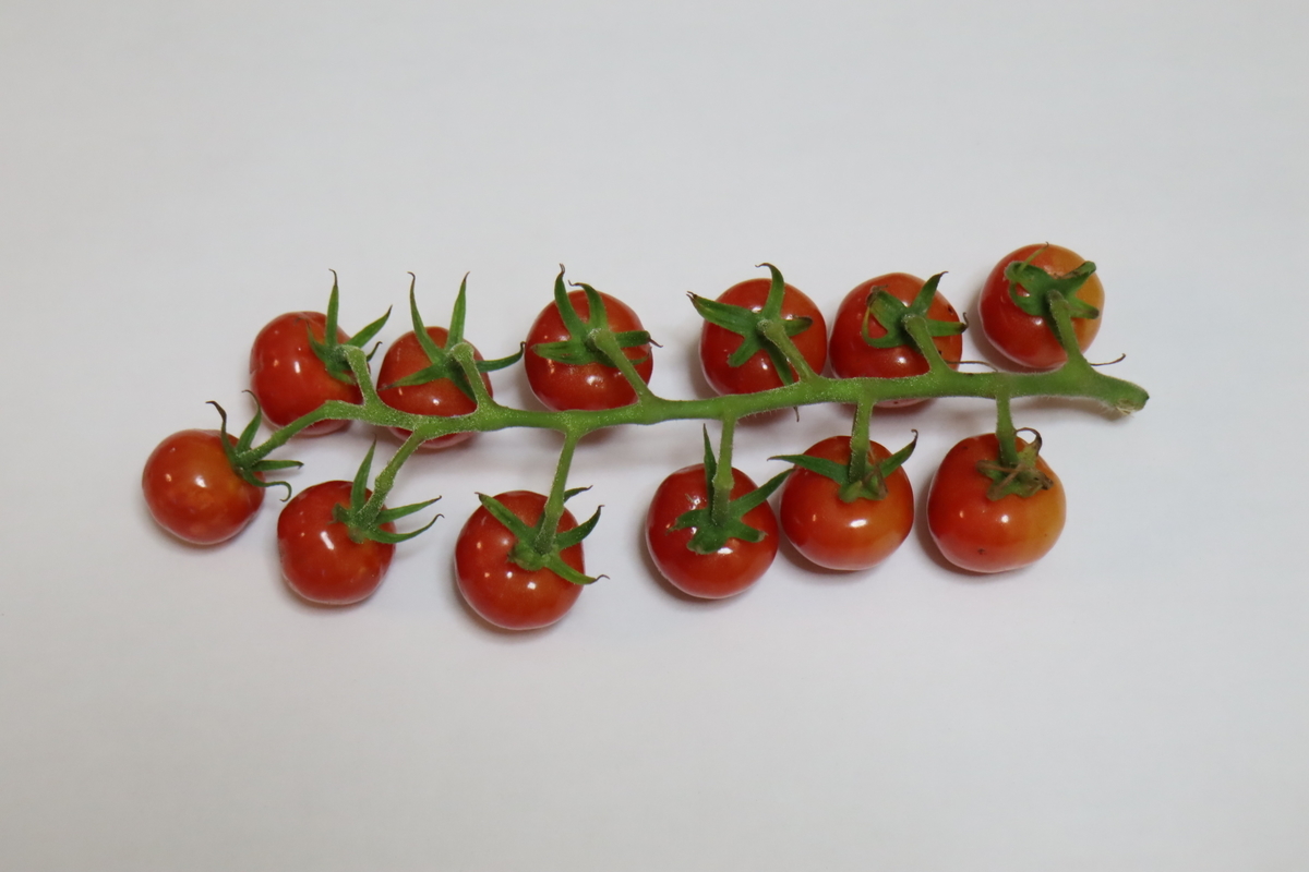 f:id:tomato_1:20210807035559j:plain