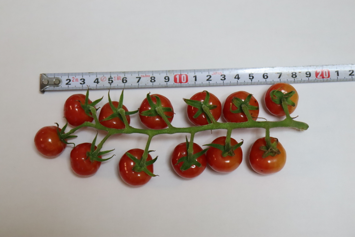 f:id:tomato_1:20210807035627j:plain
