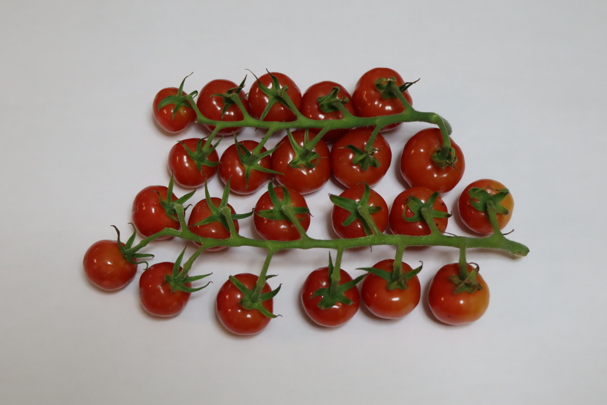 f:id:tomato_1:20210807035653j:plain