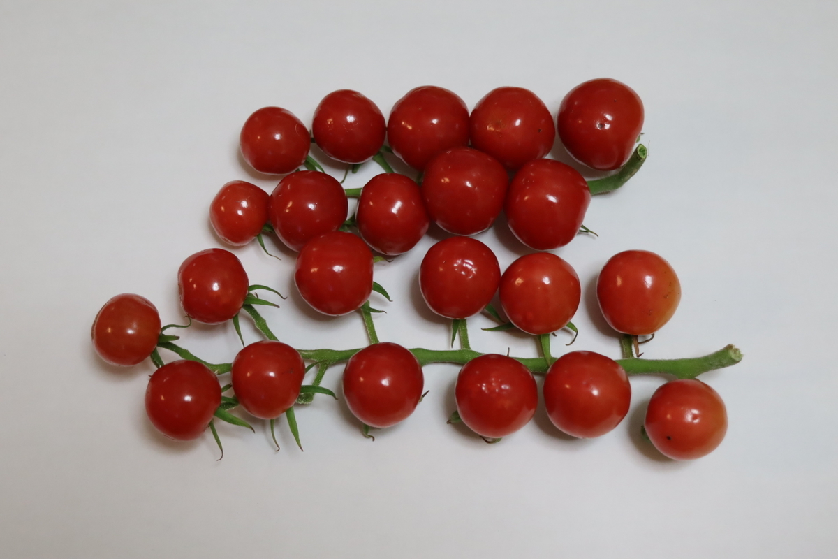 f:id:tomato_1:20210807035700j:plain