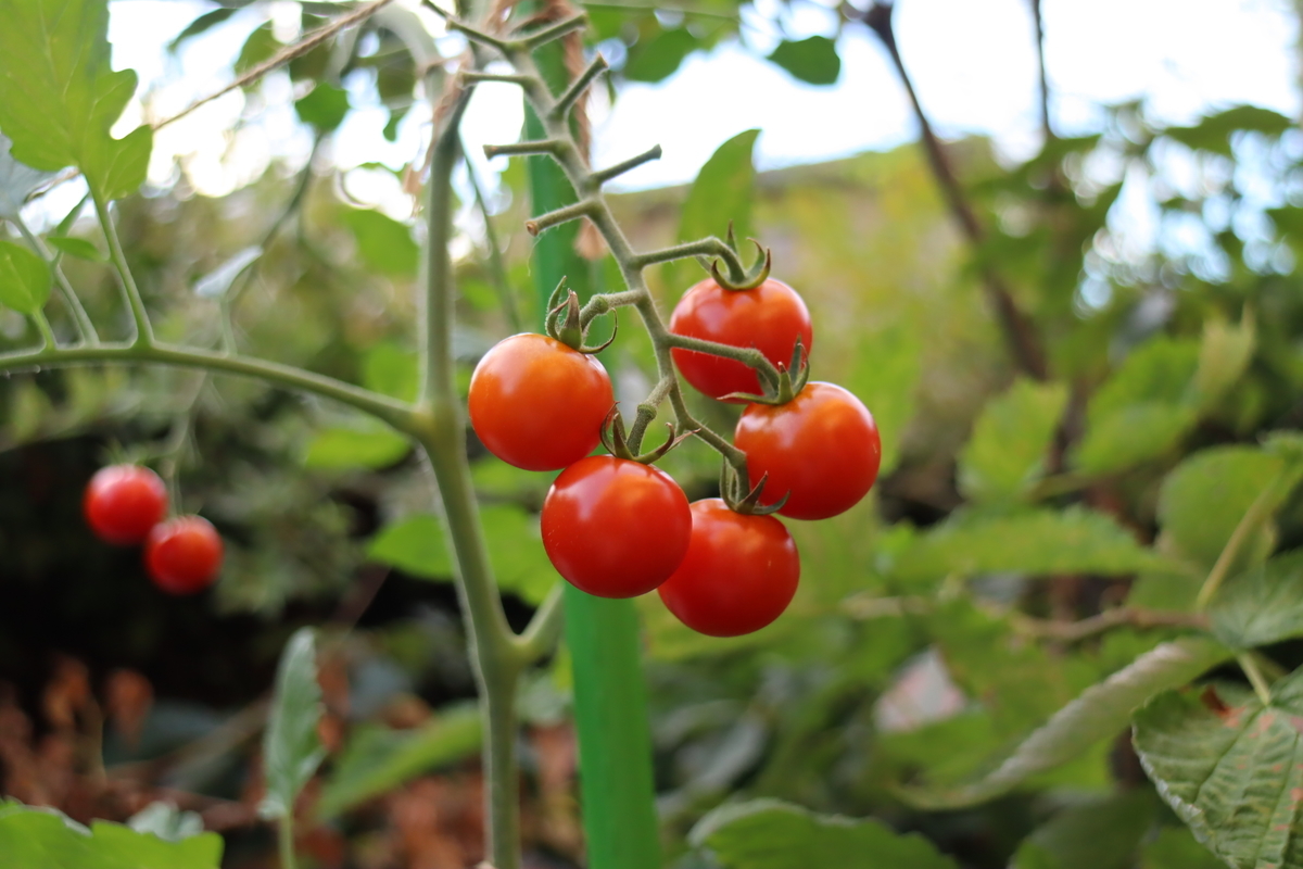f:id:tomato_1:20210808001159j:plain