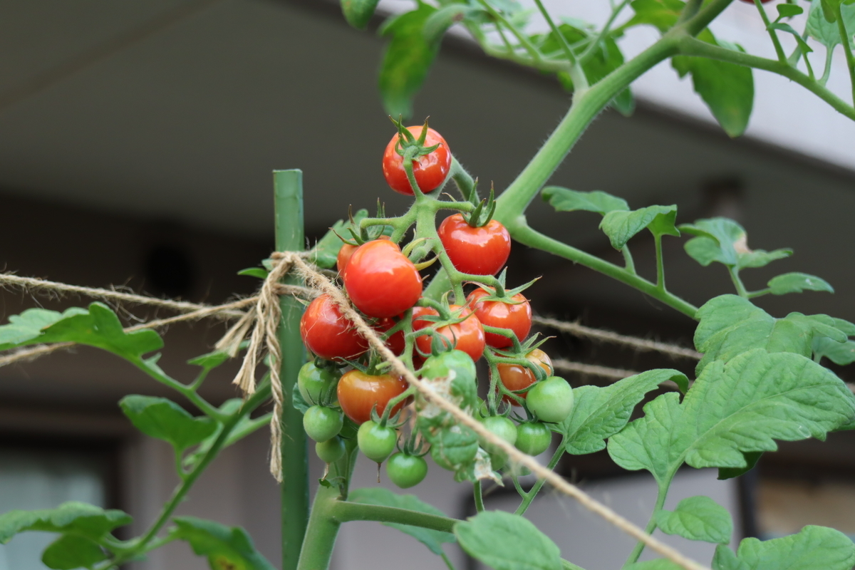 f:id:tomato_1:20210808001209j:plain
