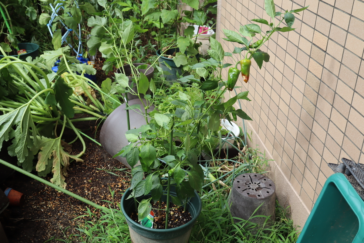 f:id:tomato_1:20210810040347j:plain