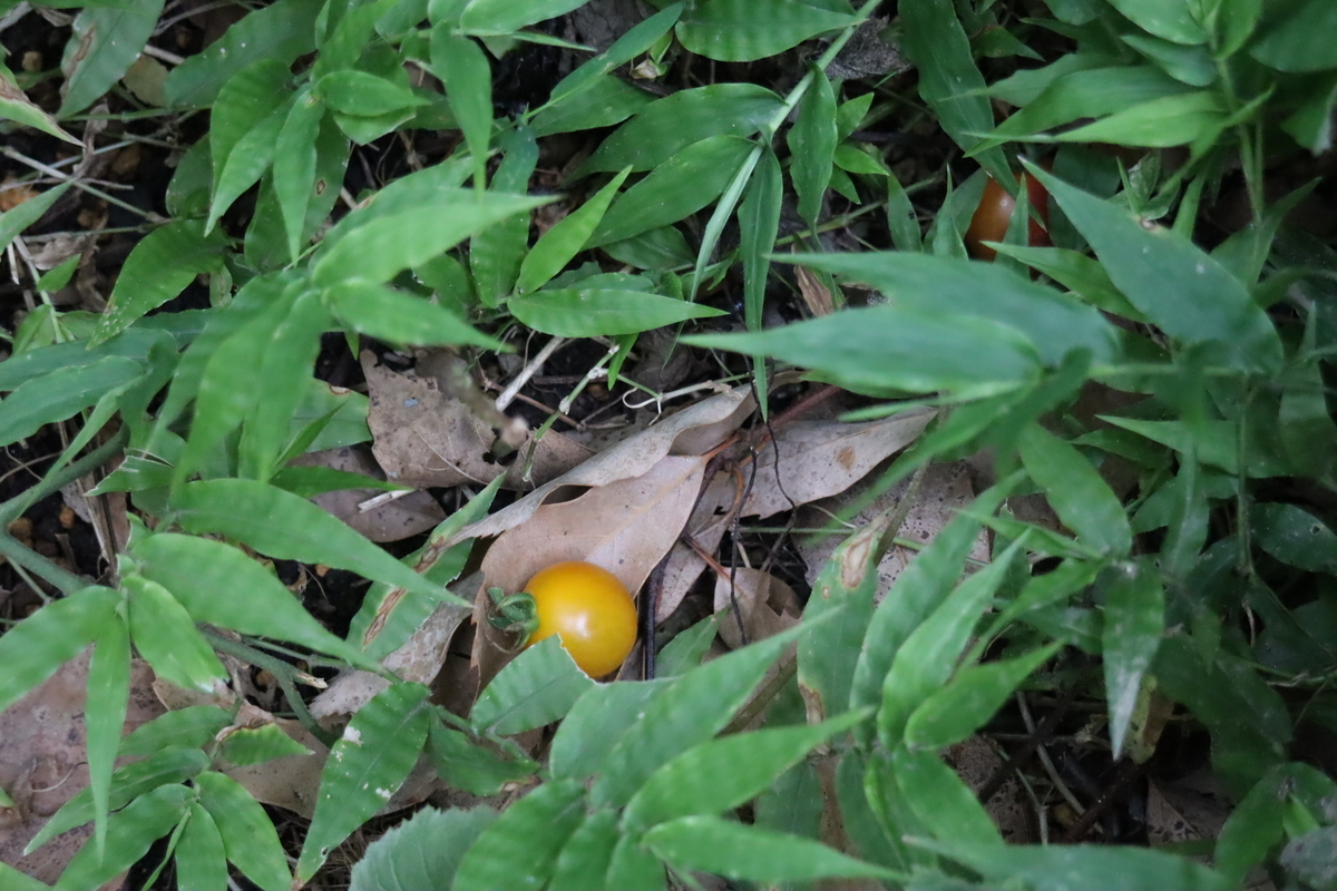 f:id:tomato_1:20210810040443j:plain