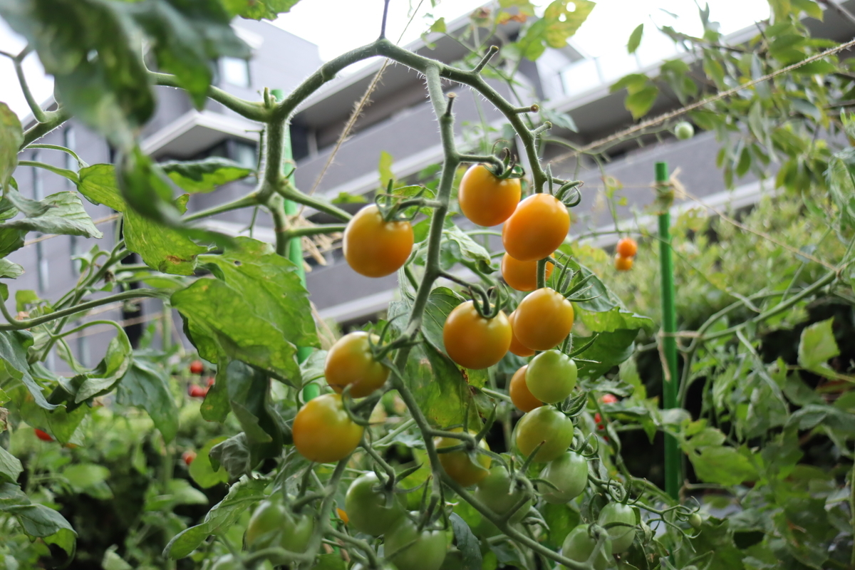 f:id:tomato_1:20210810041417j:plain