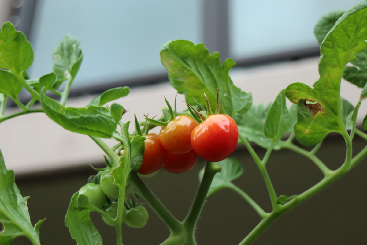 f:id:tomato_1:20210810041423j:plain