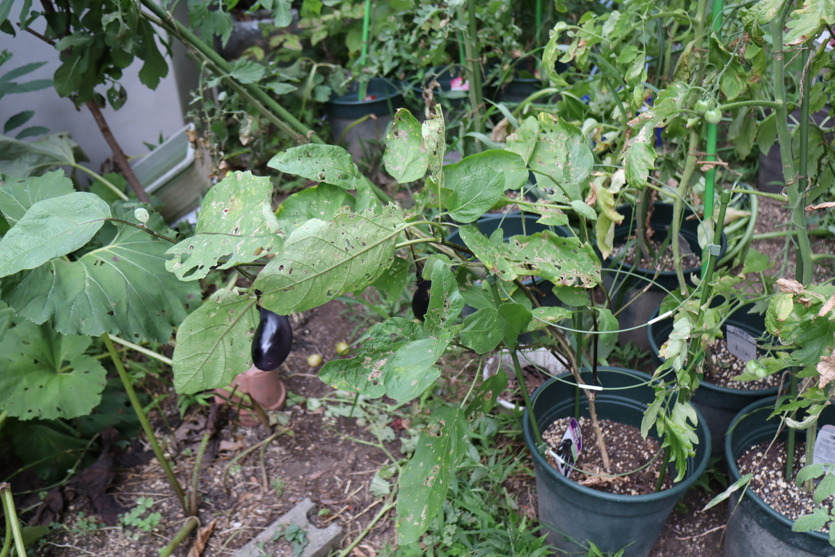 f:id:tomato_1:20210811035133j:plain