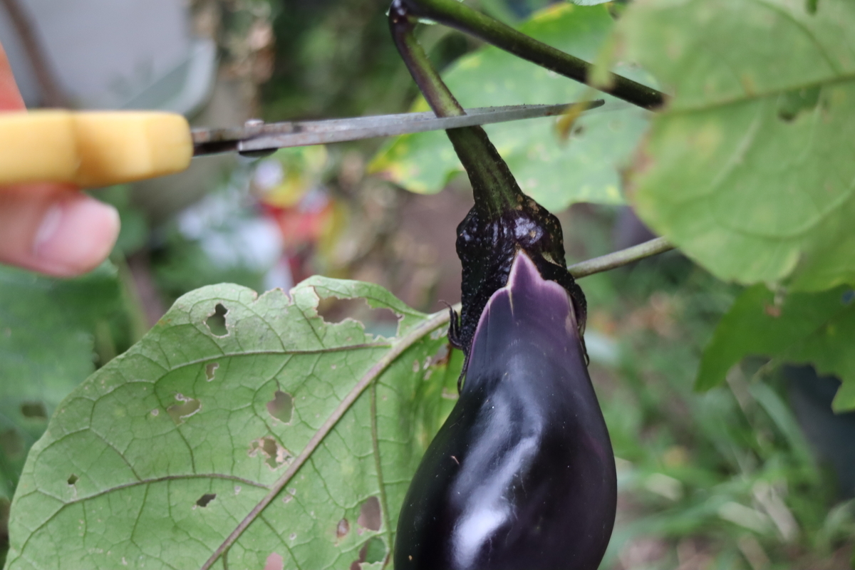 f:id:tomato_1:20210811035145j:plain