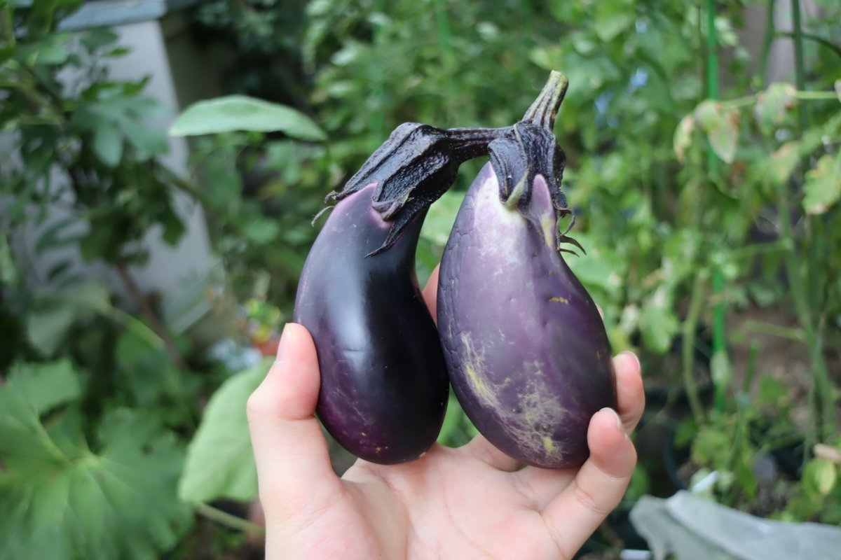 f:id:tomato_1:20210811035154j:plain